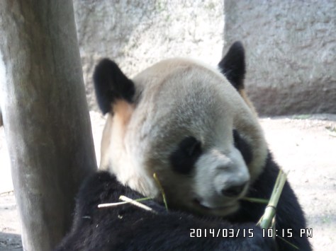 SAMSUNG CAMERA PICTURES