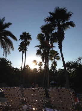 palmtrees